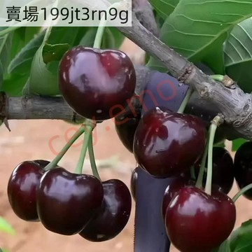 現貨🍒【黑珍珠BlackPearl櫻桃】（50粒）🍒2025年新種 多年生車厘子種子 口感鬆軟，果肉細膩  庭院陽臺種