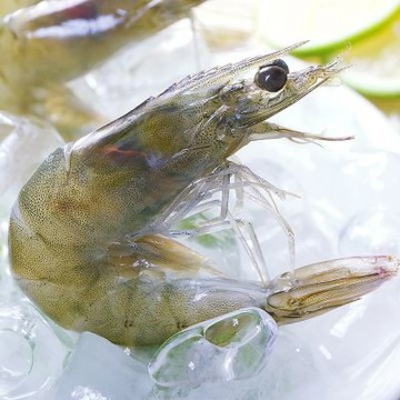 【海之醇】2/3大規格活凍白蝦3盒組(淨重650g/盒/13-16尾)