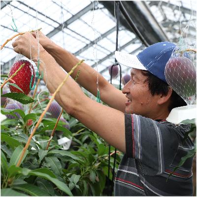 ふるさと納税 指宿市 鹿児島県産温泉完熟マンゴー約1kg2〜3玉(B-009)