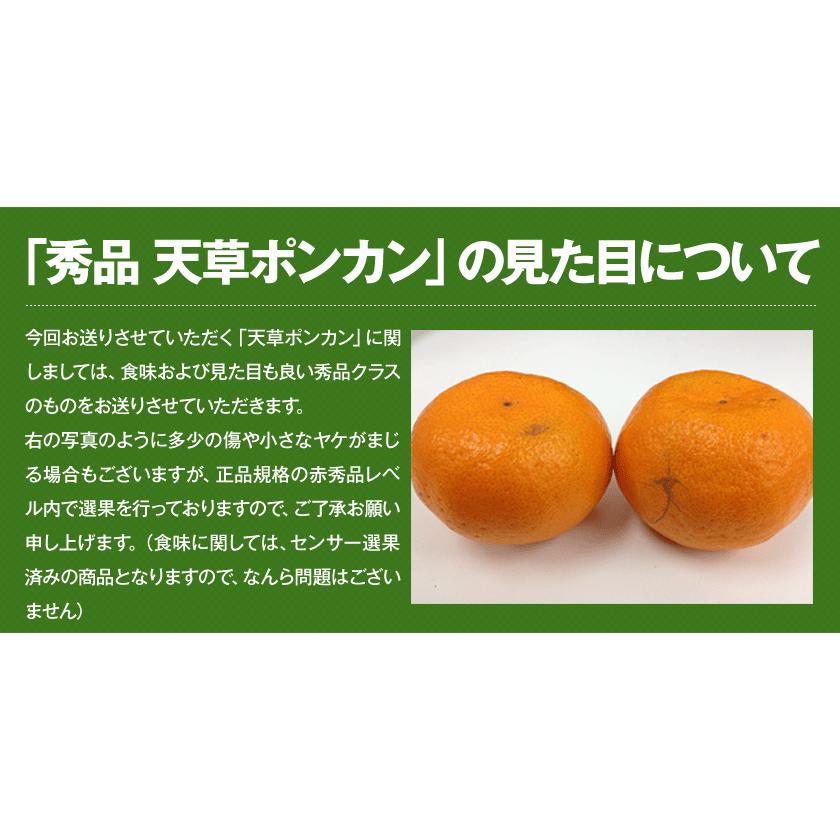 秀品 天草 ぽんかん 約4kg 送料無料 Lサイズ限定 贈答  果物 フルーツ お取り寄せグルメ 12月中旬-12月末頃より発送予定