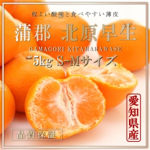 [予約 12月1日-12月20日の納品] 蒲郡みかん 北原早生 約5kg S-M 秀品 愛知県蒲郡産 冬ギフト お歳暮 御歳暮