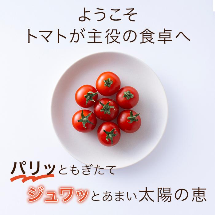 ミニトマト お取り寄せ ギフト 完熟 八ヶ岳 1.2kg 原村 きよみず農園 送料込