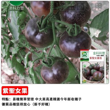 紫聖女番茄種子 紫玉小番茄 黑番茄 水果番茄 高花青素 陽台盆栽 家庭菜園 生吃沙拉 皮薄多汁 香甜可口 療癒種植