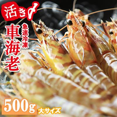 ふるさと納税 久米島町 活〆急速冷凍車海老(お刺身可 500g 20〜24尾 約15cm 大サイズ)