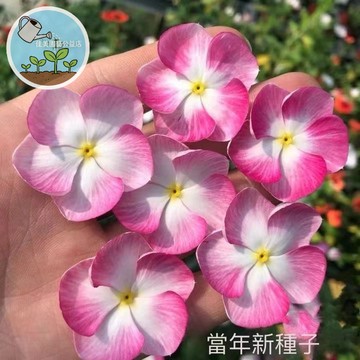 長春花種子 四季開花 多年生 陽台盆栽 易種好照顧 耐熱抗病 庭園美化 花壇植栽 顏色隨機出貨 室內外可種