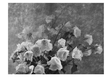 明信片 照片 No.3 – 三張一組 – 薔薇