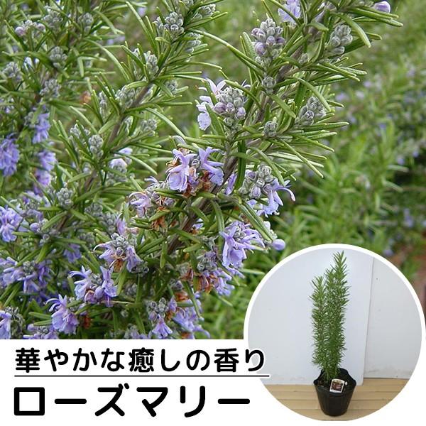 ローズマリー 樹高0.25m前後 15cmポット 立性 ろーずまりー 苗木 植木 苗 庭木 生け垣 送料込み ハーブ