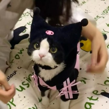 狗狗斯芬克斯無毛貓德文寵物貓咪通用冬季兩腳棉衣套裝超暖和親膚