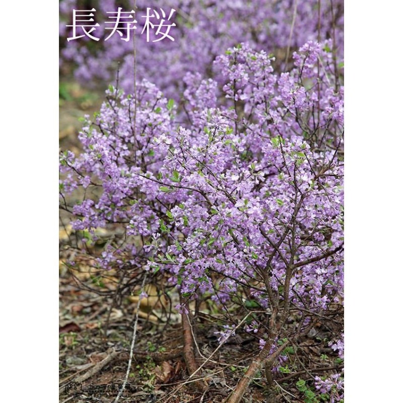 長寿桜 （ チョウジュザクラ ） 4号鉢植え | LINEブランドカタログ