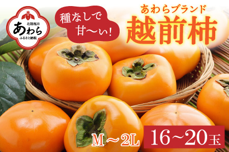 越前柿 16～20玉入 M～2L 《種なしで食べやすく甘い！》 あわらブランド ／ 期間限定 果物 フルーツ 産地直送 旬 お取り寄せ ※2024年10月中旬以降順次発送