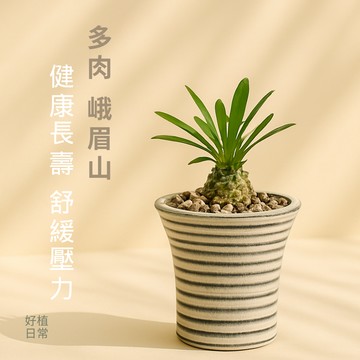 【好植日常】多肉 峨眉山 - 健康長壽 舒緩壓力