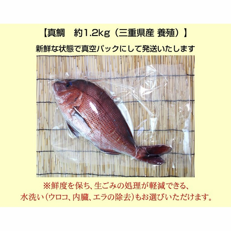 活〆 真鯛 １枚 約1.2ｋｇ（三重県産 養殖） | LINEショッピング