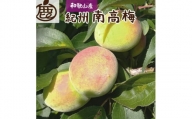 ＜6月発送＞厳選 紀州南高梅(青梅)2kg 60g（傷み補償分） ※北海道・沖縄・離島への配送不可