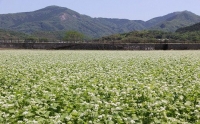 0C1-21 石臼挽きそば粉（500g×2袋、割粉100g×2袋）