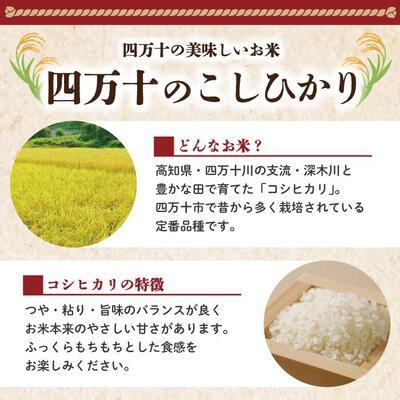 ふるさと納税 四万十市 四万十のこしひかり10kg×3回(合計30kg)