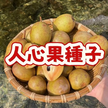人心果種子 原生種 果樹苗 實生苗 熱帶水果 果園 盆栽 景觀樹 綠化 苗木 種植 栽種 自產自銷 現貨 居家園藝