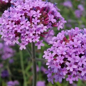 12h出貨 柳葉馬鞭草（200粒）四季易活 闊葉馬鞭草 花海庭院 綠化宿根 多年生宿根花卉種子庭院公園花海婚紗攝影景觀