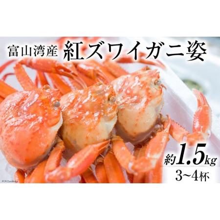 ふるさと納税 富山湾産 紅 ズワイガニ 姿 約 1.5kg（3〜4杯）   寺田鮮魚店   富山県 朝日町 [34310229] かに カニ 蟹 ボイル 富山県朝日町