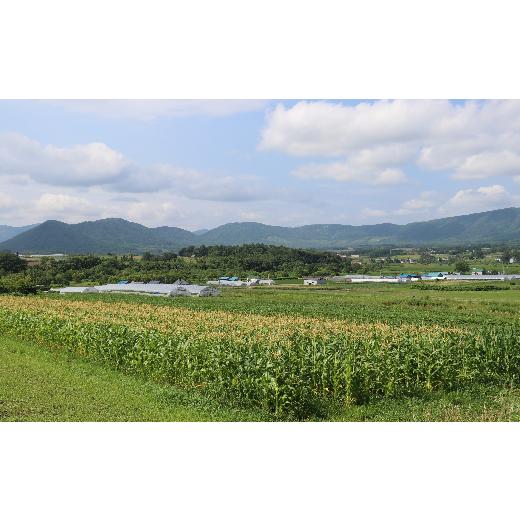 ふるさと納税 北海道 赤井川村 関野ＤＩＹ農場の北海道在来種の有機栽培にんにく