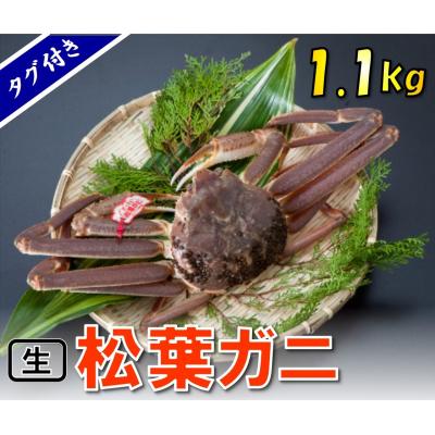 ふるさと納税 鳥取市 タグ付き生松葉ガニ(特特大1,100g)