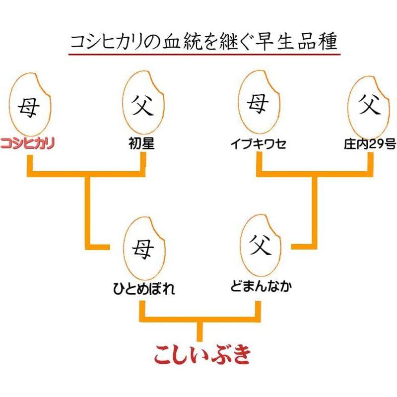 令和4年産 新潟県産 こしいぶき 玄米 5?×5袋 玄米選別済