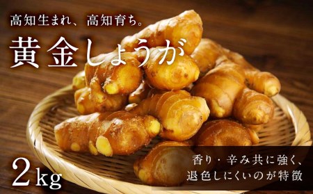 高知のブランド生姜「黄金しょうが」2ｋｇ