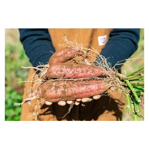 ふるさと納税 静岡県 伊豆市  （定期便・4回）発送月が選べる 身体 環境 優しい SDG 旬の野菜（７〜10種）セット 【 無農薬 無肥料 自然栽培 旬 新鮮 直送 自…