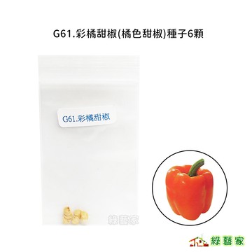 G61.彩橘甜椒(橘色甜椒)種子6顆果菜類種子【綠藝家】