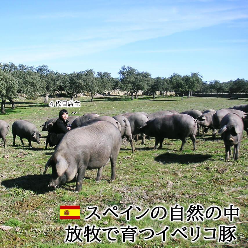 イベリコ豚 肩ロース ブロック 2kg ベジョータ 豚肉ブロック 塊肉 ローストポーク用 焼き豚用