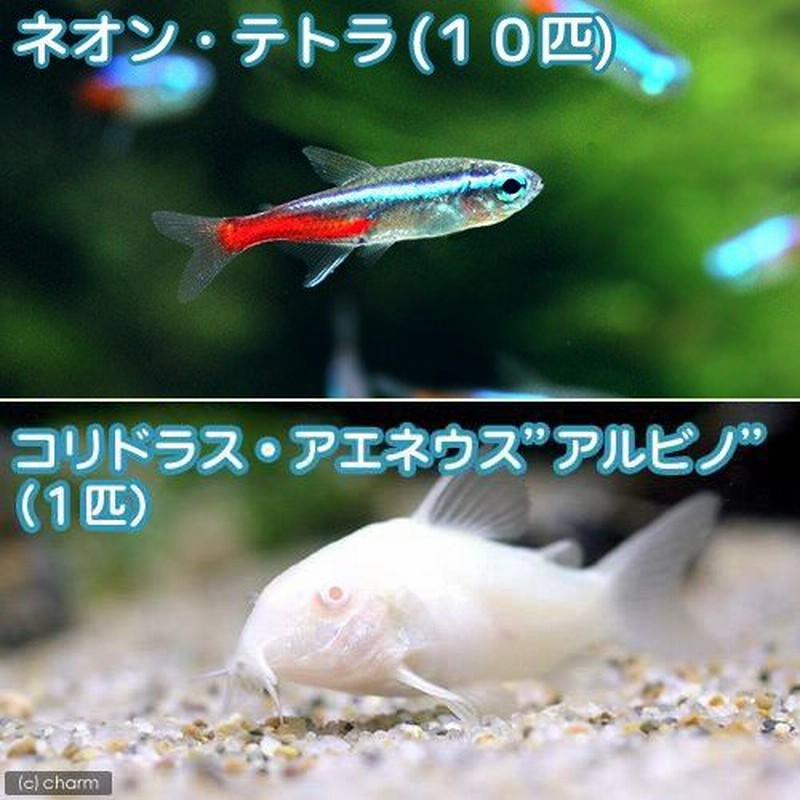 熱帯魚）ネオンテトラ（１０匹） ＋コリドラス・アエネウスアルビノ（１匹） 北海道・九州航空便要保温 通販 LINEポイント最大0.5%GET |  LINEショッピング