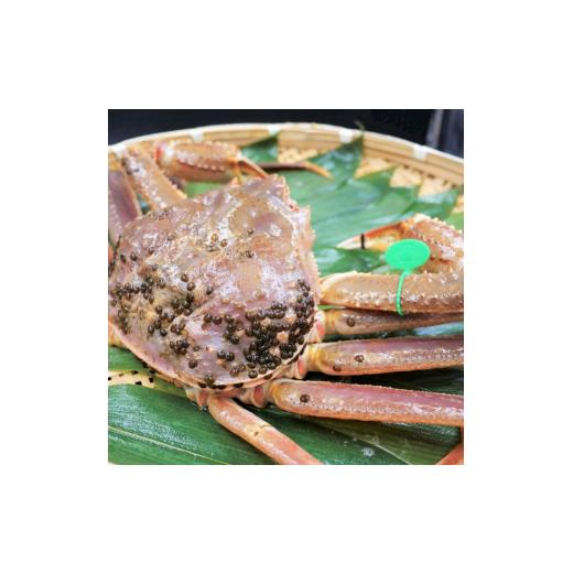 ふるさと納税 京都府 宮津市  松葉ガニ 茹で タグ付き 600g up《2023年11月10日以降順次発送》[ 蟹 かに カニ 松葉蟹 国産 冷蔵 [No.5716-0456]