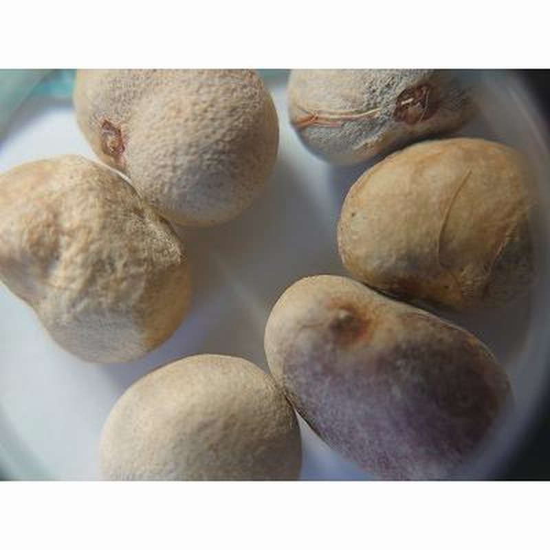 種子5粒 アダンソニア グランディディエリ(バオバブの木
