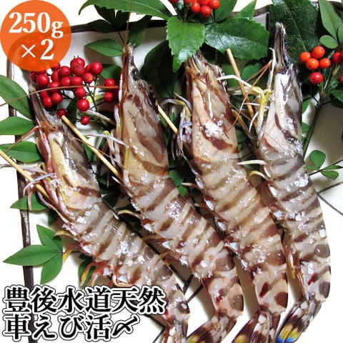 大分県産 漁師直送！豊後水道天然車えび活〆(生食用) 250g×2パックセット(１パック3～7尾程度) 急速真空冷凍 天然物 クルマエビ 萬漁丸