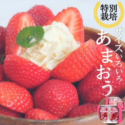 ふるさと納税 朝倉市 うるう農園のあまおうサイズ色々300g×4パック(1200g)(朝倉市)