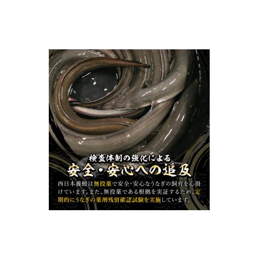 ふるさと納税 鹿児島県 鹿屋市 2123 鹿児島県産うなぎ蒲焼15尾