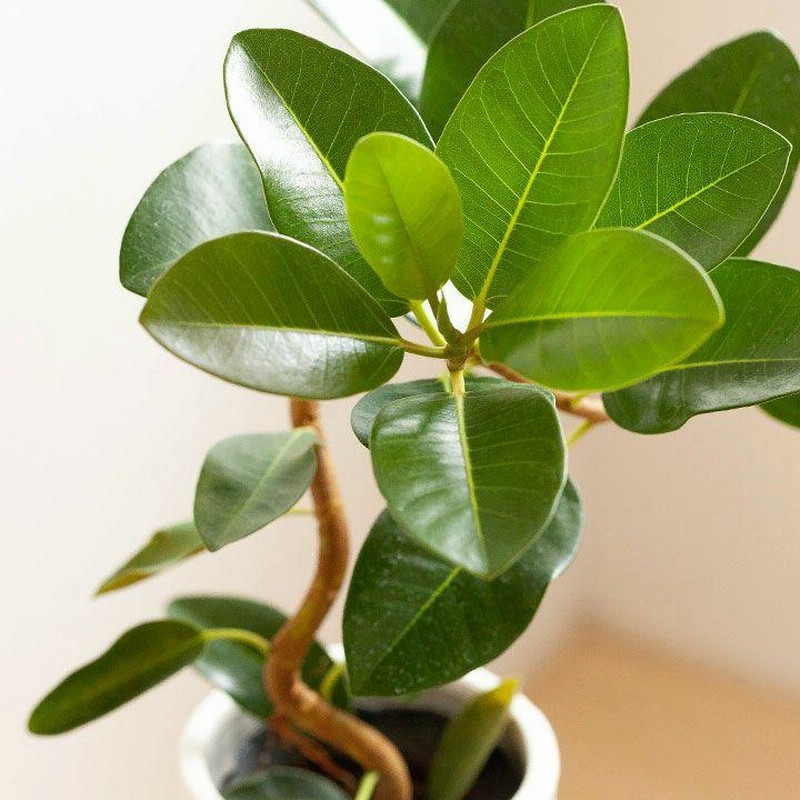 フランスゴム・ゴムの木・おしゃれ・観葉植物・フランスゴムを フランスゴム・ゴムの木・おしゃれ・観葉植物・フランスゴムを