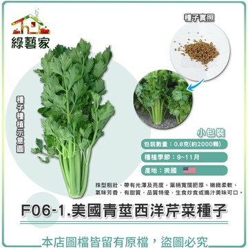 F06-1.美國青莖西洋芹菜種子0.8克(約2000顆) // 株型粗壯，帶有光澤及亮度，葉柄寬闊肥厚【綠藝家】