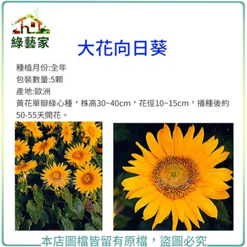 【綠藝家】H41.大花向日葵種子5顆