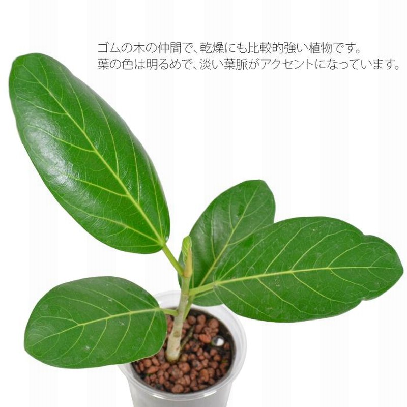 男性に人気！ 観葉植物 ハイドロカルチャー 苗 フィカス ベンガレンシス L フィカス