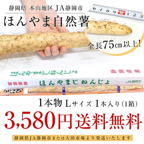 静岡県 JA静岡市 本山自然薯 ほんやまじねんじょ 1本物 Lサイズ 1本入り 送料無料 山芋 やまいも とろろ