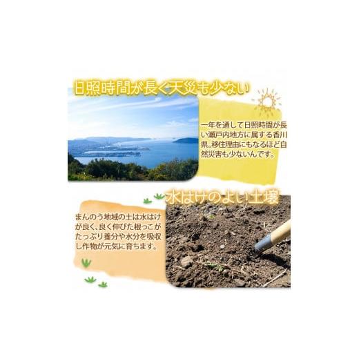 ふるさと納税 香川県 まんのう町 ＜先行予約！2024年6月上旬以降順次発送予定＞＜太物も選べる＞ホワイトコーン(約3kg／太物 2Lサイズ以上) man111【Aglio ner…