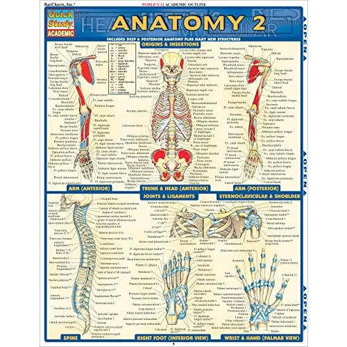 Anatomy (Quick Study Academic)