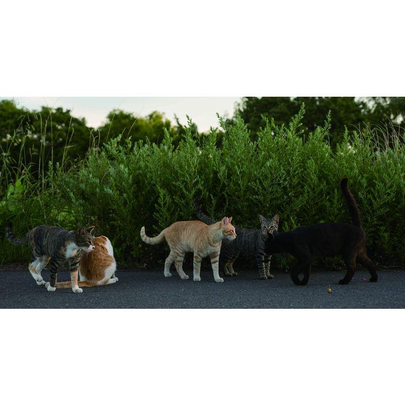 ヒミツのヒミツの猫集会