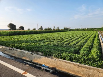 彰化芳苑｜臨7米路平坦方正農牧用地｜只售600萬｜彰化縣芳苑鄉芳榮段