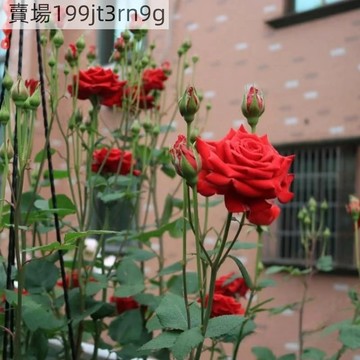 現貨🌹卡羅拉玫瑰種子(250粒）2025新種 包對版 多年生可做切花 四季懶人室內外庭院盆栽花卉種子 耐寒易活