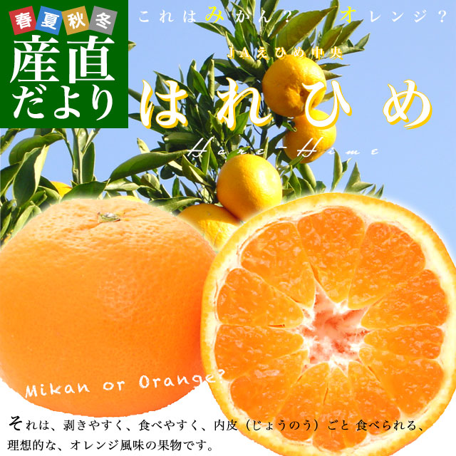 愛媛県より産地直送 JAえひめ中央 はれひめ LからMサイズ 約5キロ(35玉から50玉前後)　送料無料 オレンジ　柑橘類　みかん