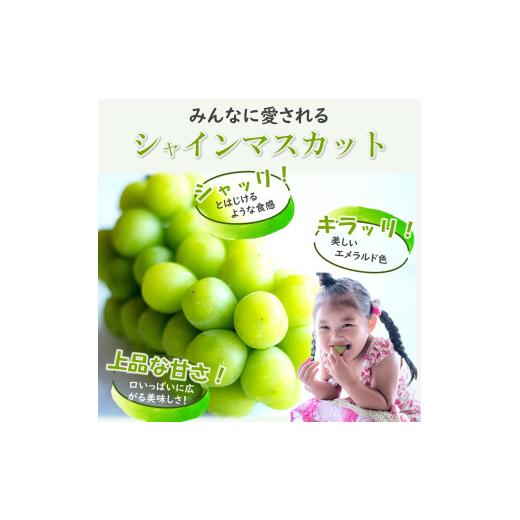 ふるさと納税 長野県 千曲市 2024年先行予約シャインマスカット約1kg（2024年10月・11月・12月発送）