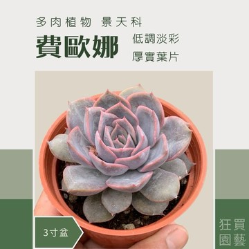 [狂買園藝] 多肉植物 費歐娜 3寸盆 /仙人掌/送禮小物/婚禮小物