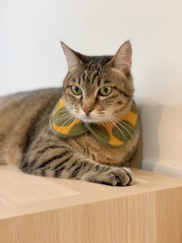 領巾自助餐   圓領普拉斯版 －【 青苔 】