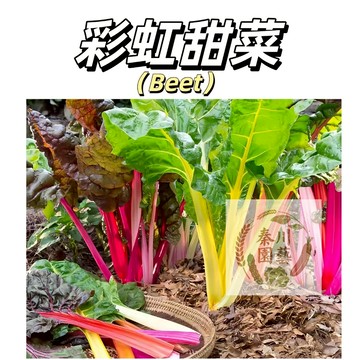 台灣現貨（彩虹甜菜種子） 奇巧瑞士甜菜 甜菜 菜籽 彩虹菠菜 彩虹甜菜 甜菜生性強健，病蟲害極少，是健康有機蔬菜最理想的